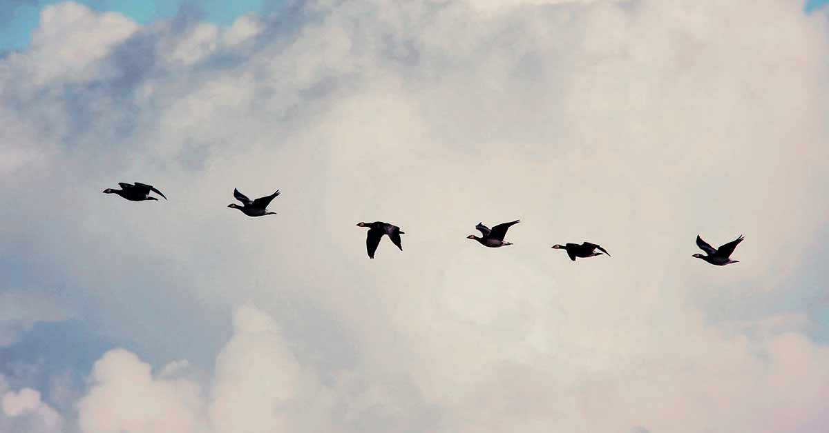 Contentmigration läuft selten so geschmeidig, wie bei den Zugvögeln